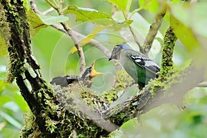 Green Cochoa ,Bird nesting on tree as bird background