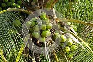 Green coco nuts growing on a palm