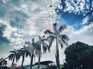 Green coco nuts tree with blue sky Photography By Apoorve Verma photo