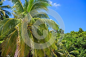 Green coco palm trees on blue sky background. Tropical island view. Green jungle forest optimistic landscape