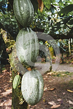 Green cocoa beans pod on the tree in Costa Rica