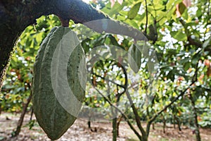 Green cocoa beans pod on the tree in Costa Rica