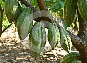 Green Cocoa pods grow on trees. The cocoa tree, cacao with fruits, Raw cocoa cacao tree