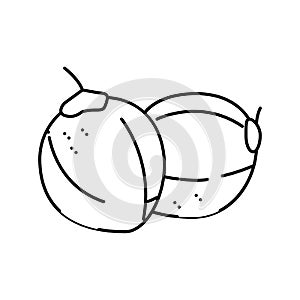 green coconut coco line icon vector illustration