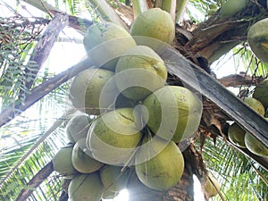 Green coconut fruits and tree