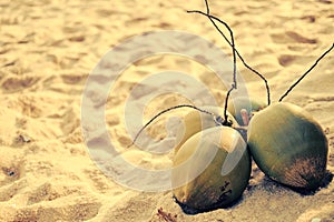 Green Coconut on Island Beach Sand Side View