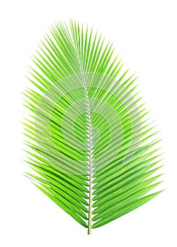 Green coconut leaf isolated