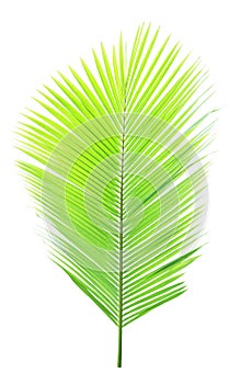 Green coconut leaf isolated