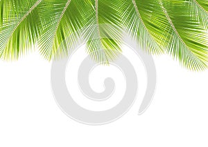 Green coconut leaf isolated