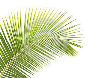 Green coconut leaf isolated