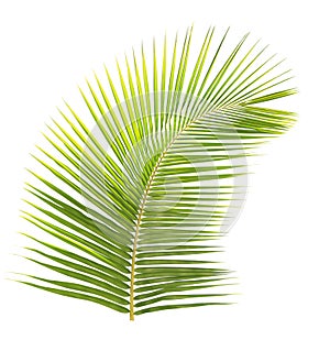 Green coconut leaf isolated