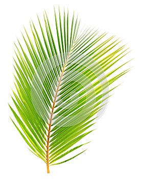 Green coconut leaf isolated