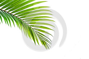 Green coconut leaf isolated on white background