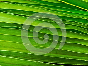 Green coconut leaf texture zoom in
