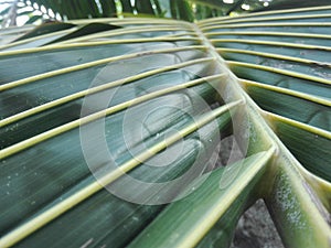 GREEN COCONUT LEAVE IN SRILANKA