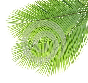 Green coconut leaves isolated