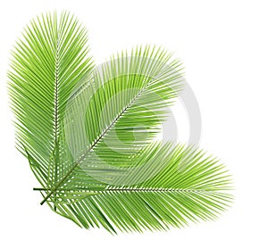 Green coconut leaves isolated