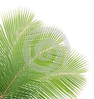 Green coconut leaves