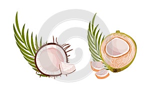 Green Coconut with Long Pinnate Palm Leaf and White Inner Flesh Vector Set