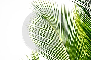 Green coconut palm leaf on white sky background