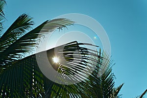 Green coconut palm leaves on blue sky background