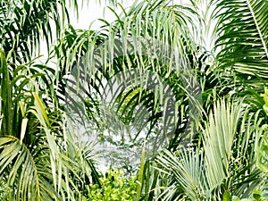 Green coconut palm leaves and branch background. Palm is tropical foliage plant with pinnate leaf