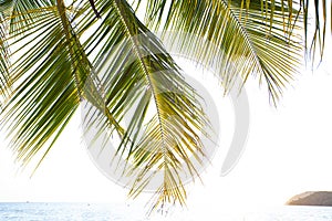 Green coconut palm tree leafes on the light