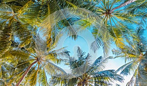 Green coconut palm trees against blue sky in summer day. Relaxing exotic nature pattern, outdoors, garden park