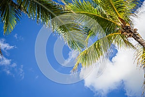 Green coconut palm trees on dark blue sky with white clouds. Photo from Playa Del Carmen, Yucatan, Mexico.