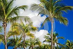 Green coconut palm trees on dark blue sky with white clouds