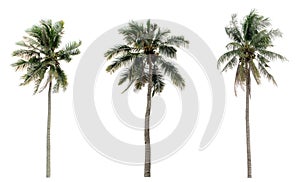 Green Coconut palm trees in the garden isolated