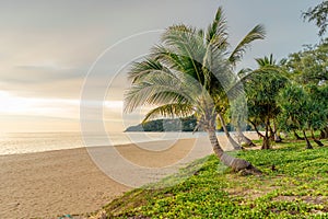 Green coconut palms against a sunset beige sky. Summer vacation and nature travel adventure concept. Copy space