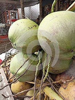 Green Coconut at The Tradisional Market photo