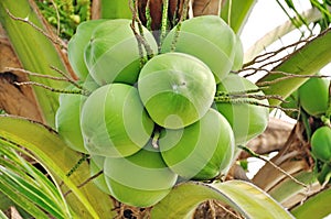 Green coconut photo