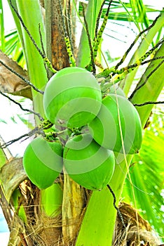 Green coconuts photo