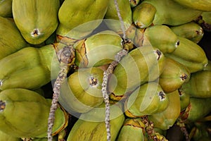 Green coconuts from below as a close up