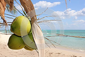 Green coconuts hanging on the tree with the sea in background