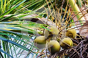 Green coconuts on a palm tree close-up