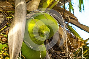Green Coconuts Palm Tree Moorea Tahiti