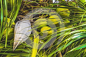 Green Coconuts Palm Tree Moorea Tahiti