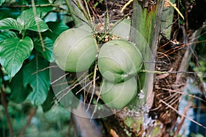 Green coconuts, still unripe, flourishing on a coconut tree,