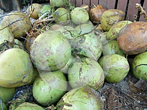 Green coconuts on the store