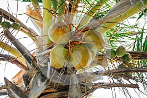 Green coconuts under the palm tree.