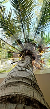 Green Coconuttree