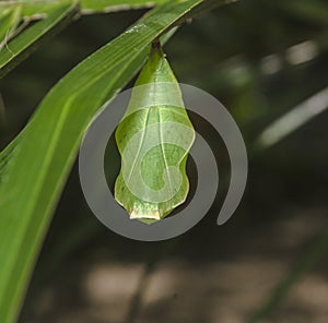 Green Cocoon Butterfly