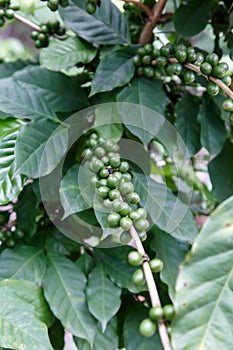 Green coffe beans growing in the plant