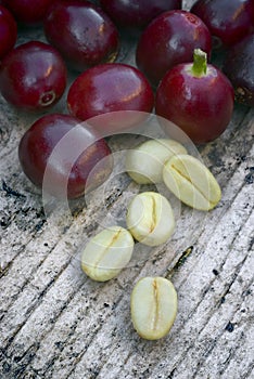 Green coffe (coffea arabica) photo