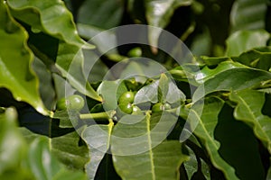 Green coffea arabica fruit on shrub