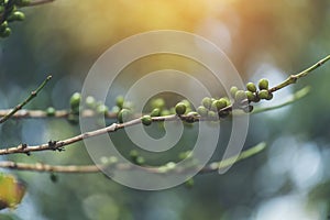 Green coffee bean berry plant with sunlight. Fresh raw seed coffee tree growth in eco organic farm morning time. Close up Green