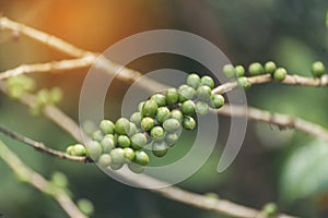 Green coffee bean berry plant with sunlight. Fresh raw seed coffee tree growth in eco organic farm morning time. Close up Green